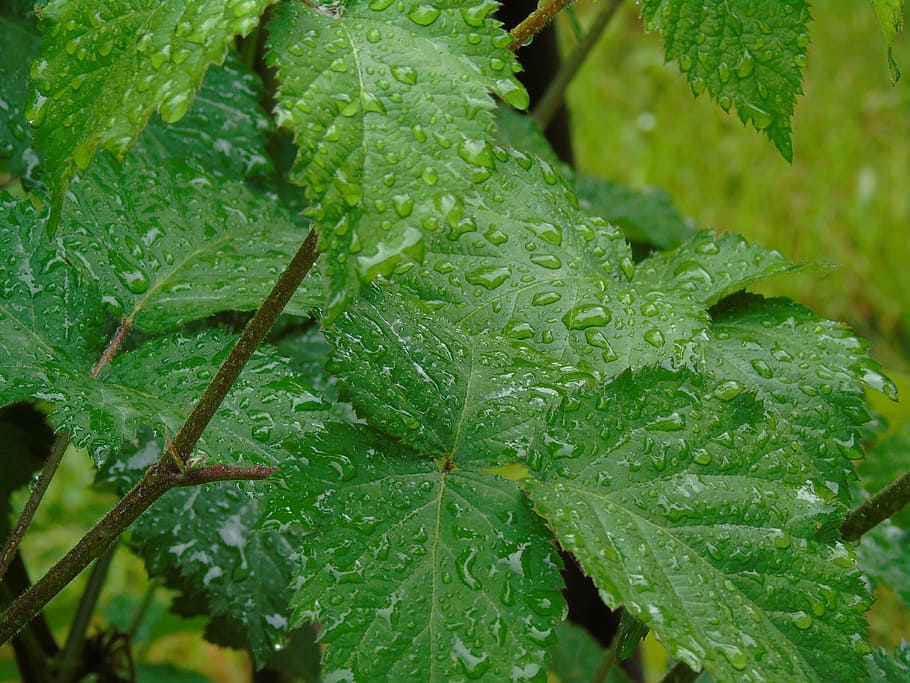 leaf, drops, wet, plant part, green color, water, growth, rain HD wallpaper