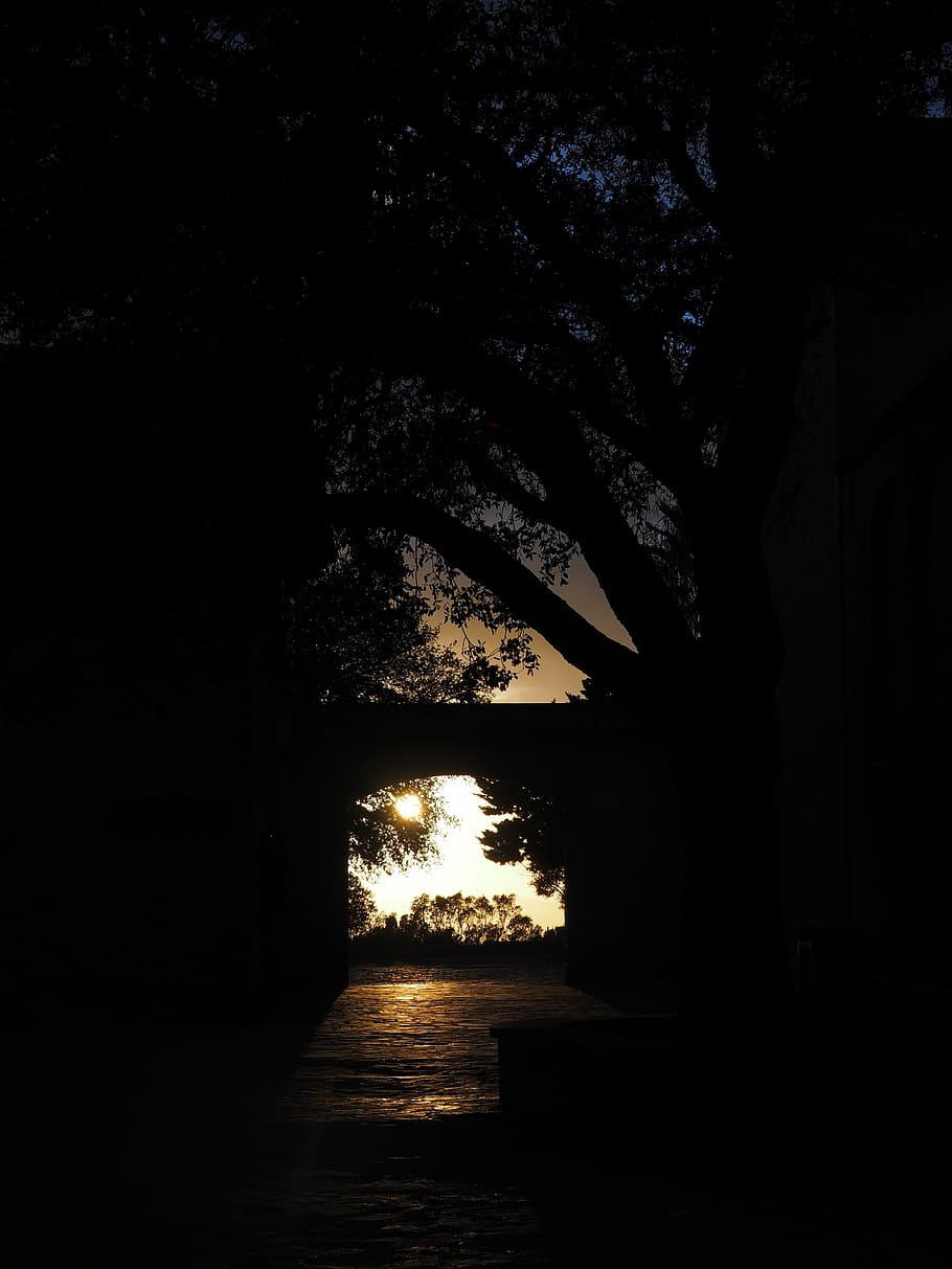 sunset, passage, evening, romantic, romance, tree, plant, no people HD wallpaper