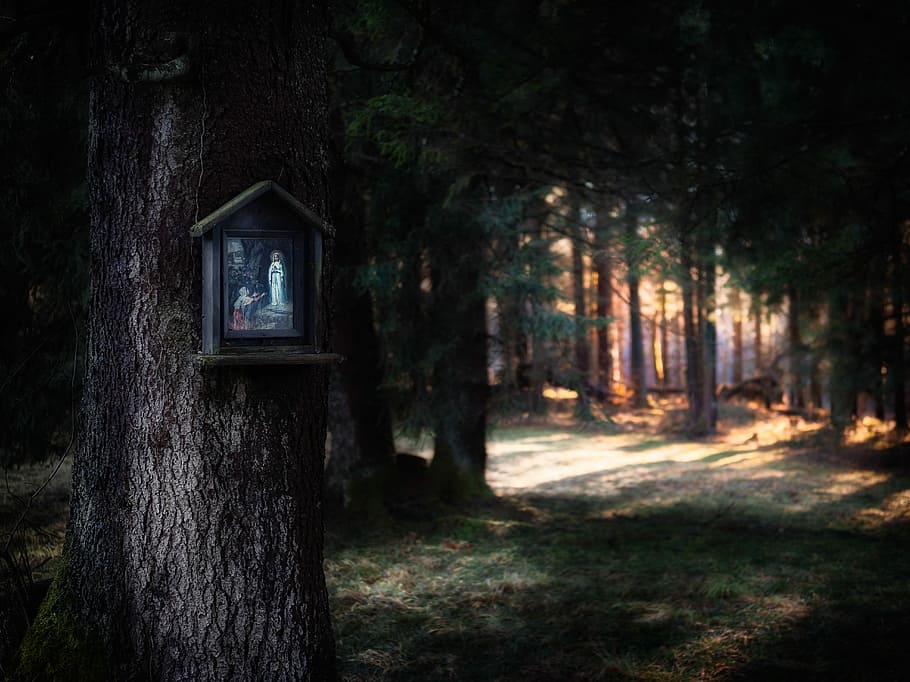 brown wooden nestbox on tree, photography of trees with wall decor