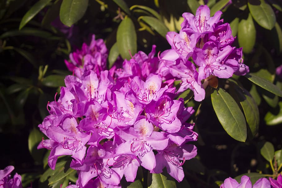 flower, flowers, spring, rhododendron, close, flowering plant HD wallpaper