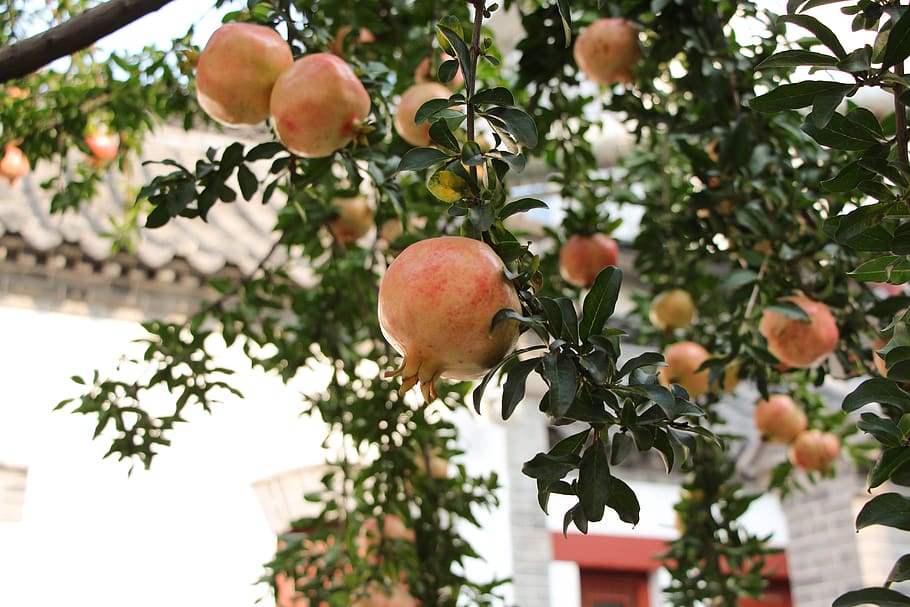 pomegranate, fruit, afternoon, healthy eating, plant, food and drink HD wallpaper