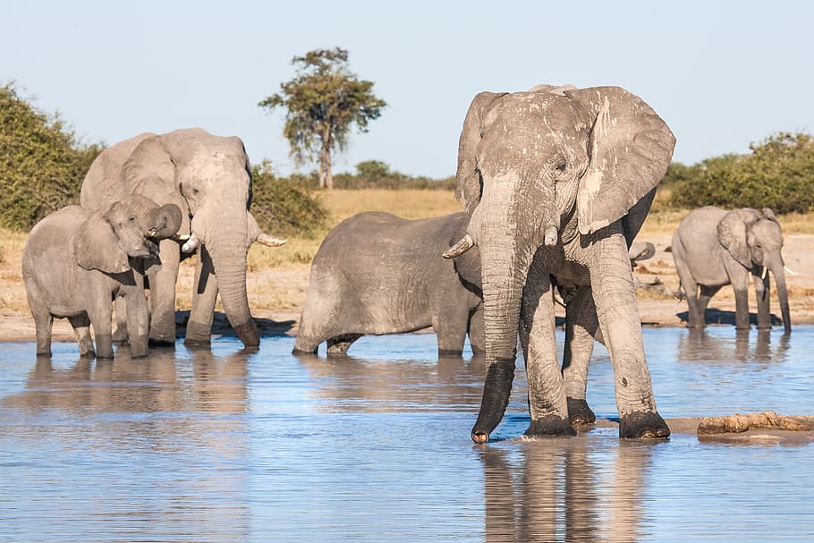 elephants on body of water, african elephants drinking, matriarch
