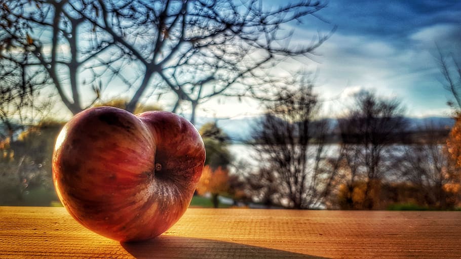 Red Apple Fruit With Bare Trees in Distance, autumn, beautiful HD wallpaper