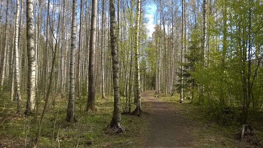 forest, spring, birch grove, tree, plant, land, woodland, tranquility HD wallpaper