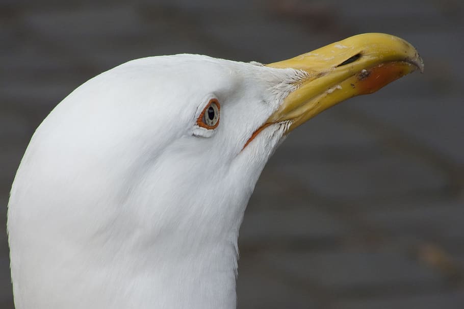 nature, gull, seabird, animal, animal themes, one animal, animal wildlife HD wallpaper