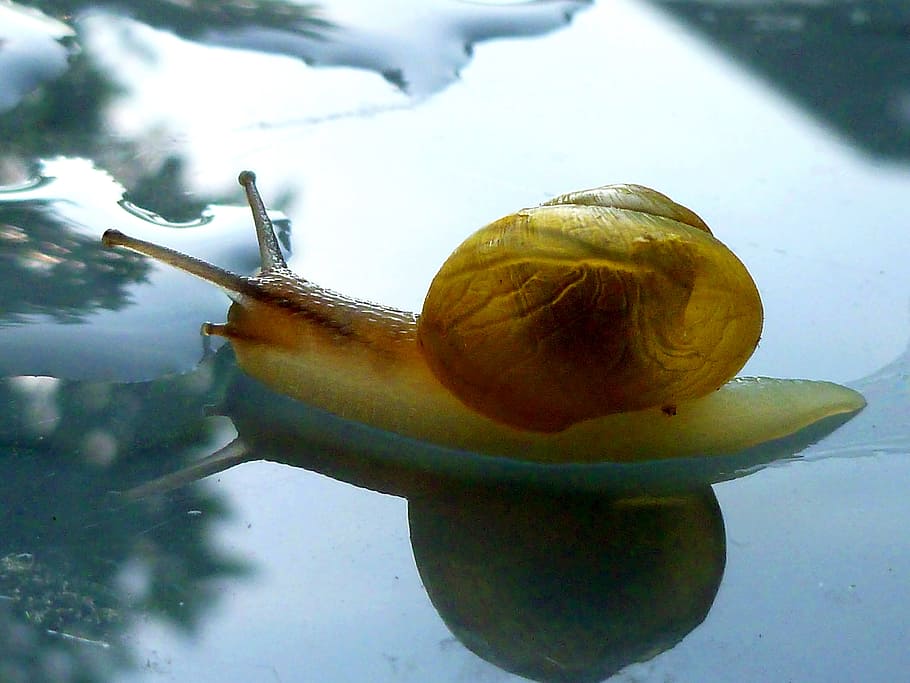 close-up photo of snail on black surface, shell, mollusk, nature HD wallpaper