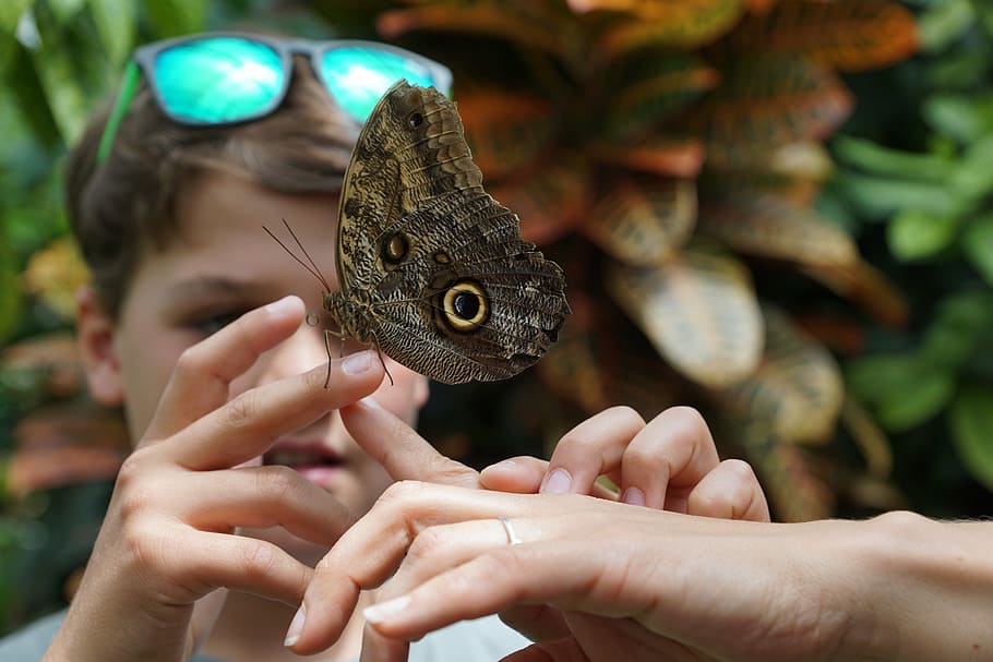 butterfly, nature, insect, wing, hand, child, human hand, one animal HD wallpaper