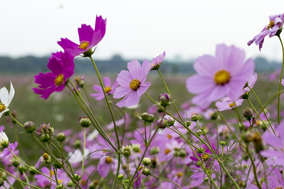 cosmos, autumn, pink, flowering plant, freshness, beauty in nature HD wallpaper