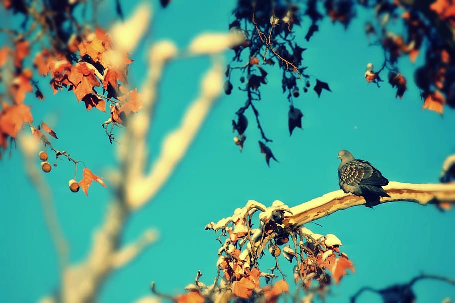 snow, winter, ice, cold, tree, plant, branch, animals in the wild HD wallpaper