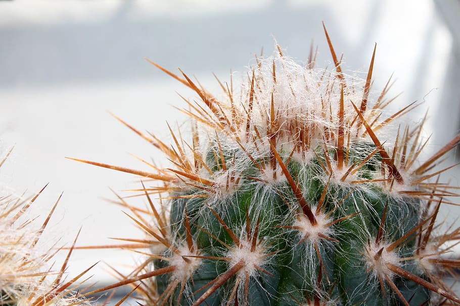 cactus, prickly, plant, growth, nature, day, succulent plant HD wallpaper
