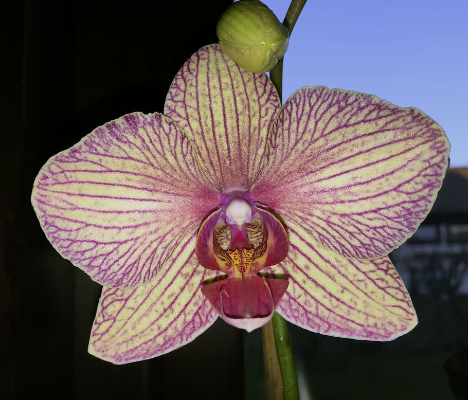 flower, orchid, striped, vulnerability, flowering plant, fragility HD wallpaper
