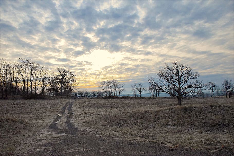 Winter, Sunrise, Tree, Frost, bright, ice, scene, white, field HD wallpaper