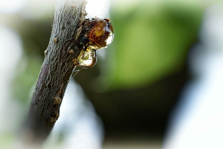 tree, branch, nature, macro, bud, sap, cry, spring, apricot HD wallpaper
