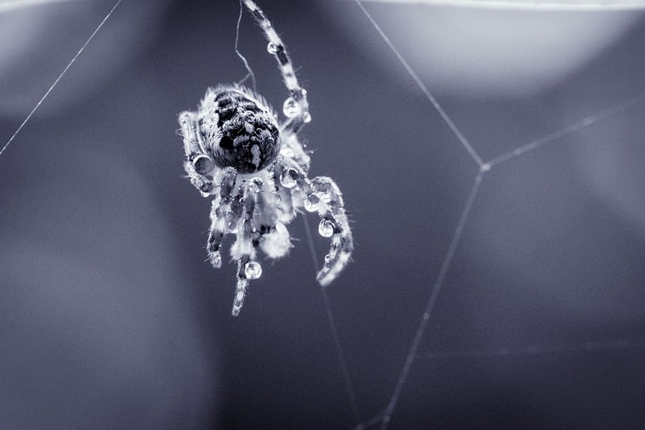 garden spider, araneus diadematus, cobweb, spider macro, close up, HD wallpaper