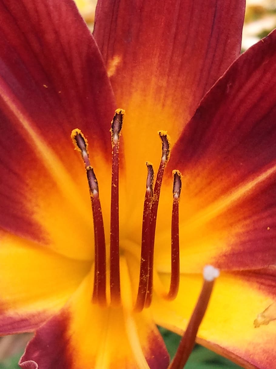 Macro, Flower, Garden, tropical flowers, flora, blossom, orange HD wallpaper