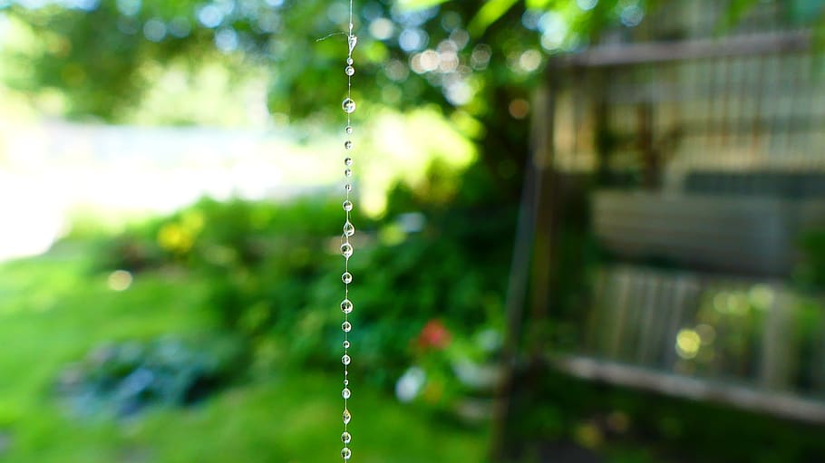 spider web, water, drops, rosa, chaplet, summer, light, nature HD wallpaper