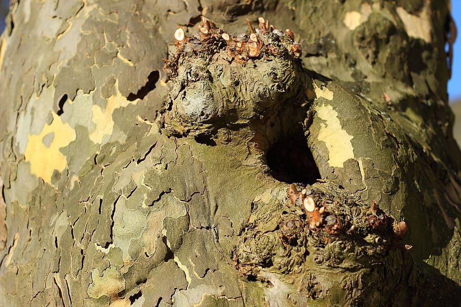Plane, Tree, Tree, Bark, Tree Bark, Knothole, cave, one animal HD wallpaper