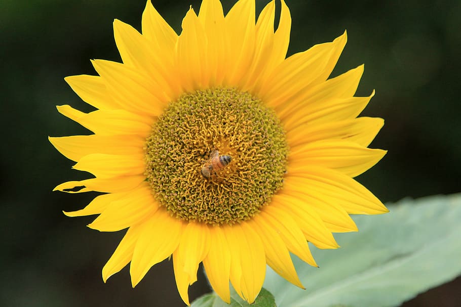 sunflower, yellow, bloom, blooming, plant, seeds, nature, natural HD wallpaper