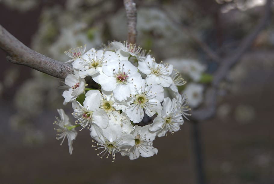 Flowers, Spring, Blossoms, White, Blooms, white color, fragility HD wallpaper