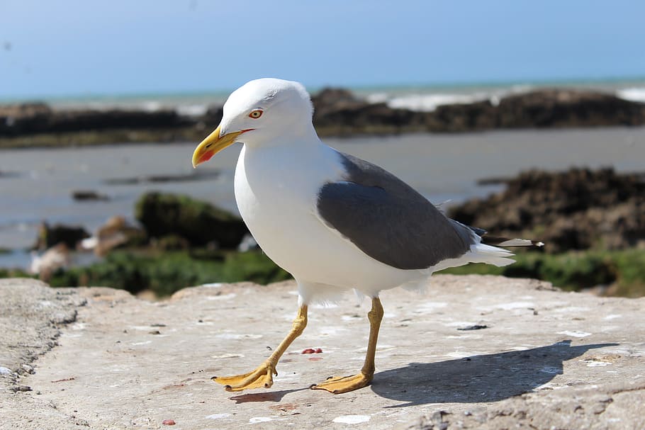 seagull, bird, ave, animal themes, animals in the wild, animal wildlife HD wallpaper