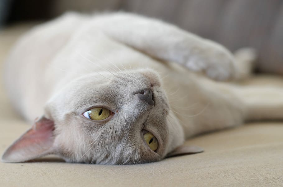 cat, pet, animal themes, one animal, mammal, relaxation, domestic HD wallpaper