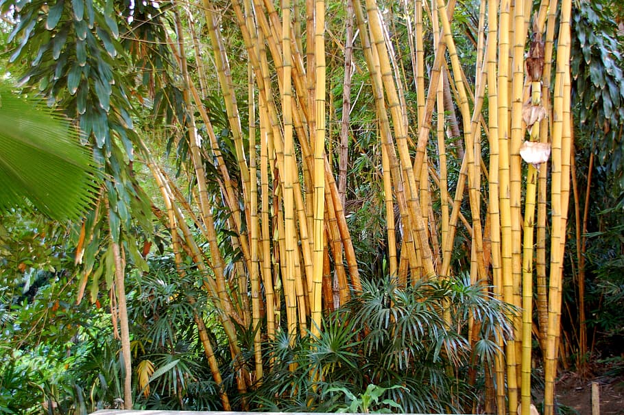 Bamboo, Bali, Nature, plant, no people, outdoors, day, pine tree HD wallpaper