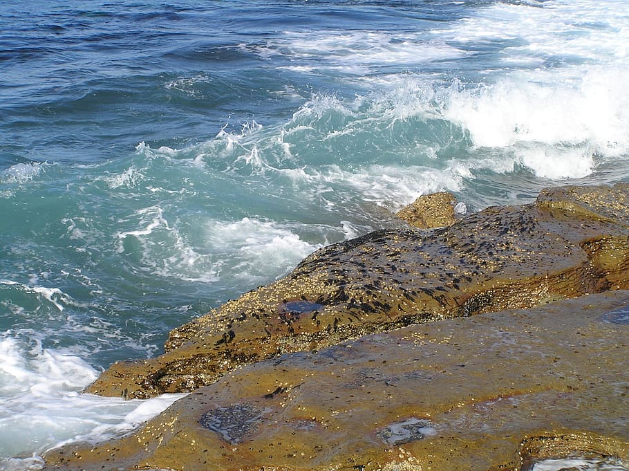 Wave, Rock, Surf, Ocean, Sea, Sea, Water, one animal, no people HD wallpaper