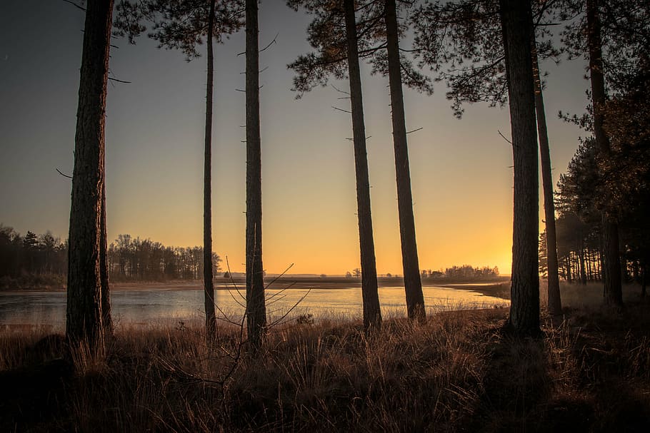 sunset, trees, forest, sky, nature, sunrise, scenics, silhouette HD wallpaper
