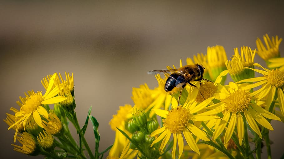 flowers, bees, insect, nature, yellow, pollen, garden, green HD wallpaper