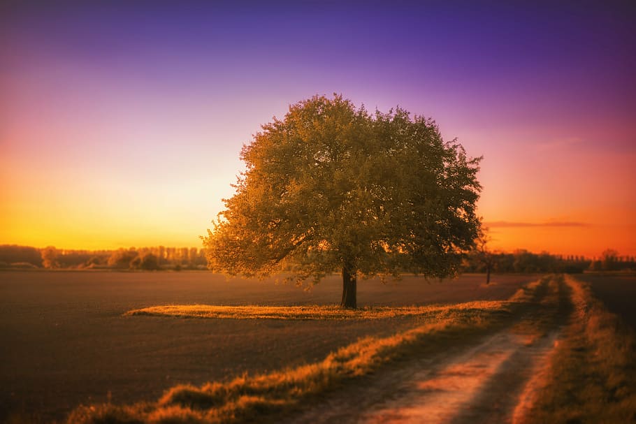 green tree at golden hour, landscape, silent, sunset, afterglow HD wallpaper