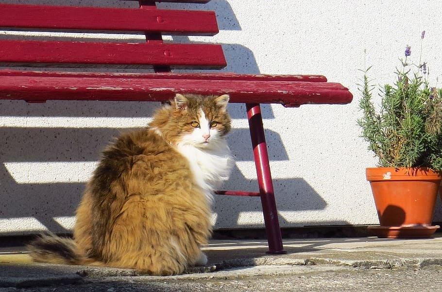 animals, cat, pets, homeless, out, fur, fluffy, mammal, animal themes HD wallpaper