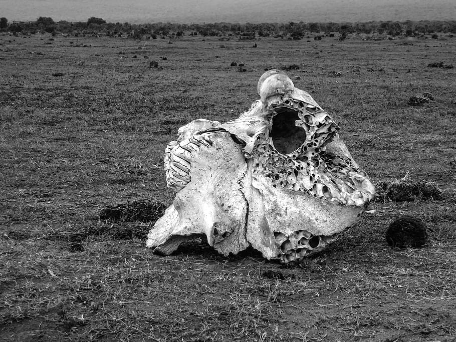 skull, bone, elephant, skeleton, skull and crossbones, black and white HD wallpaper