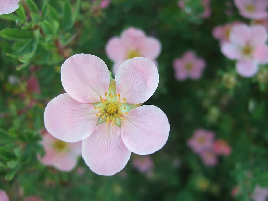 flower, pink, summer, macro, beautiful, nature, pink Color HD wallpaper