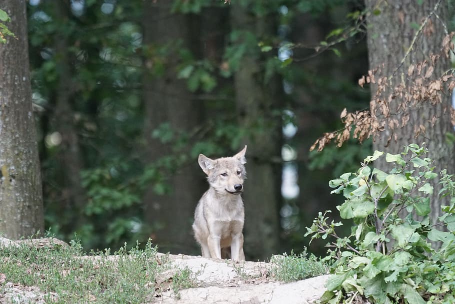 wolf cub between tall trees, puppy, waiting, animal themes HD wallpaper