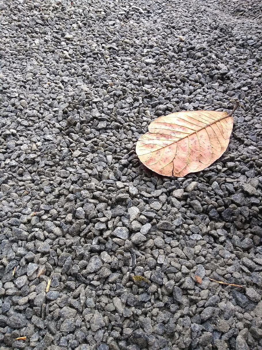 fall, season, leaf, plant part, nature, high angle view, no people HD wallpaper
