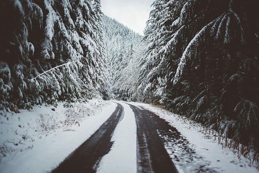 road in the middle of trees with snow grayscale photo, road near trees during winter HD wallpaper
