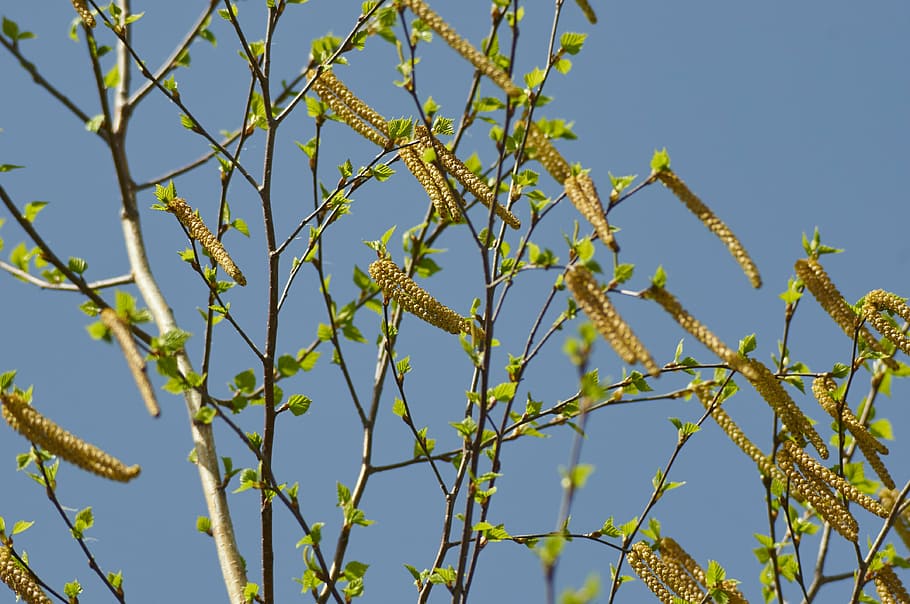 birch, spring, nature, tree, shackle, branch, sky, blue, plant HD wallpaper