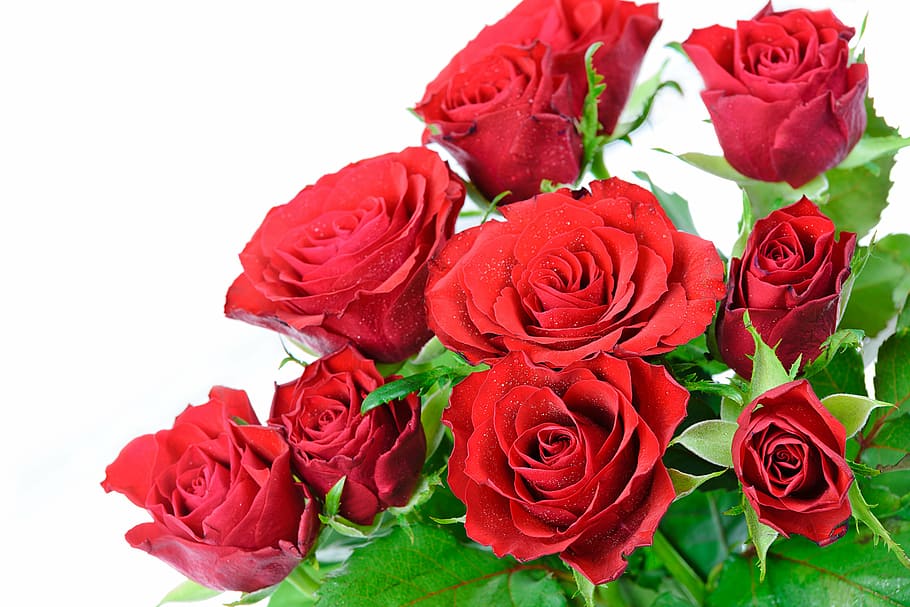 red rose flowers, a bouquet of roses on a white background, gift, HD wallpaper