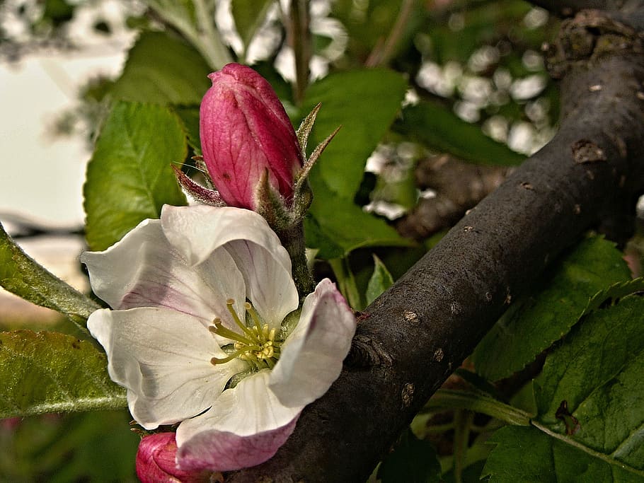 apple tree, flower, bud, spring, branch, macro, foliage, plant HD wallpaper