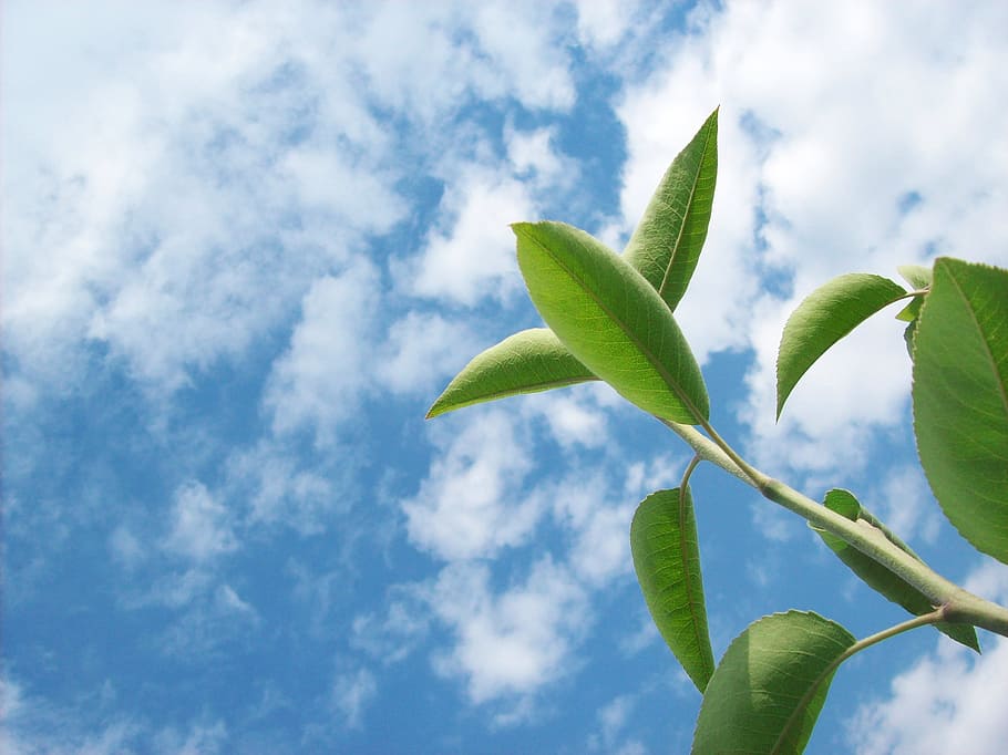 branch, close, close-up, cloud, cloudy, green, nature, plant HD wallpaper