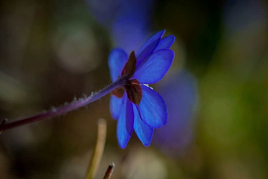 Hepatica, Spring, Flower, blue, fragility, nature, plant, focus on foreground HD wallpaper