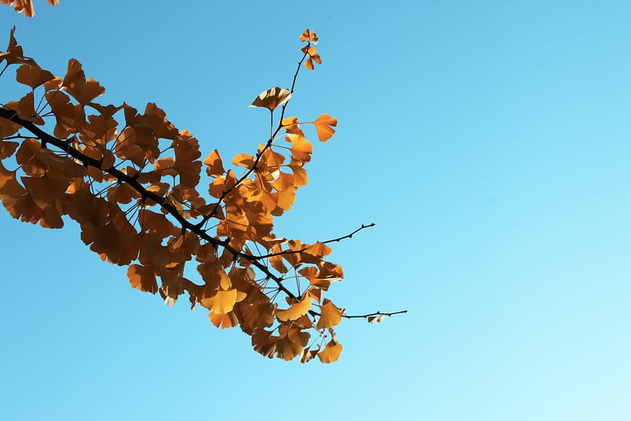 orange leaved plant under blue sky, worm's eye photography of yellow leaf tree HD wallpaper