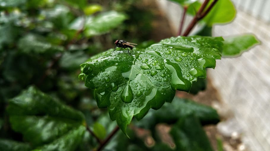 leafs, fly, insect, dew, water, wet, plant, plant part, green color HD wallpaper
