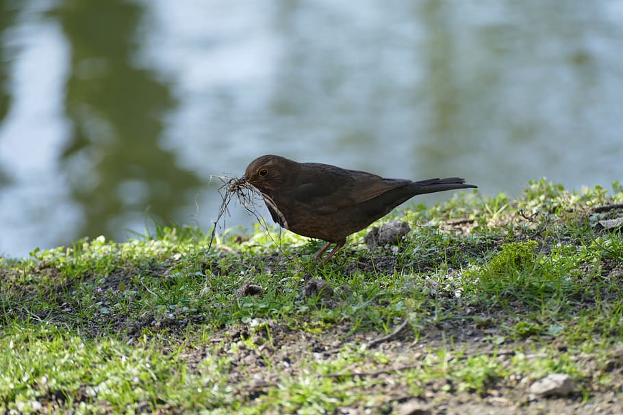 Bird, preparing, for, summer, nature, wildlife, animal, animal Wing HD wallpaper