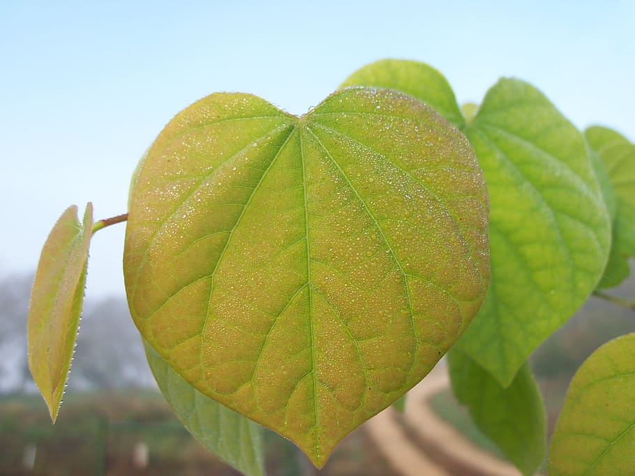 leaf, dew, leaves, red-bud, tree, pink, green, misty morning HD wallpaper
