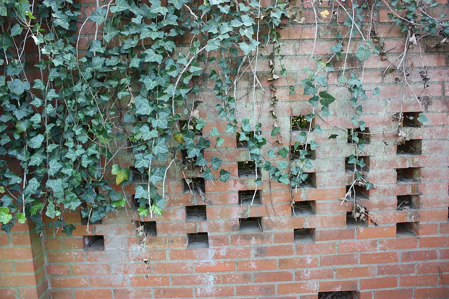 brick wall, ivy, bricks, outside, climbing plant, wall - building feature HD wallpaper