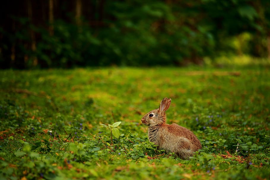 rabbit, meadow, wild rabbit, cute, grass, animal, nature, animal world HD wallpaper