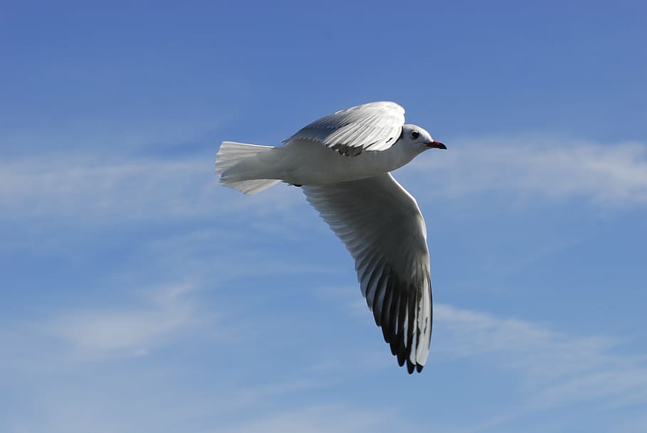 movement, fly, weightless, ease, birds, nature, wing, sky, animal world HD wallpaper