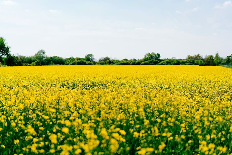 yellow flower field, yellow petaled flower fiels, pland, crops HD wallpaper