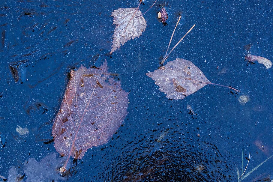 hoarfrost, leaf, leaves, hazel, birch, seeds, rip, ice, iced HD wallpaper